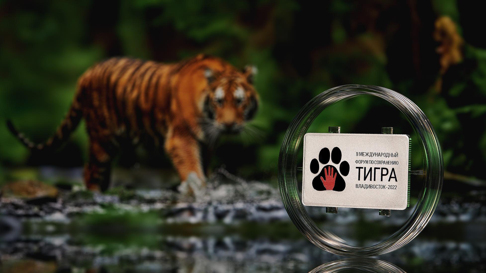 Сохранение тигров. Тигр август. Серебряная монета Амурский тигр. Азиатские тигры. Тигренок 2022.