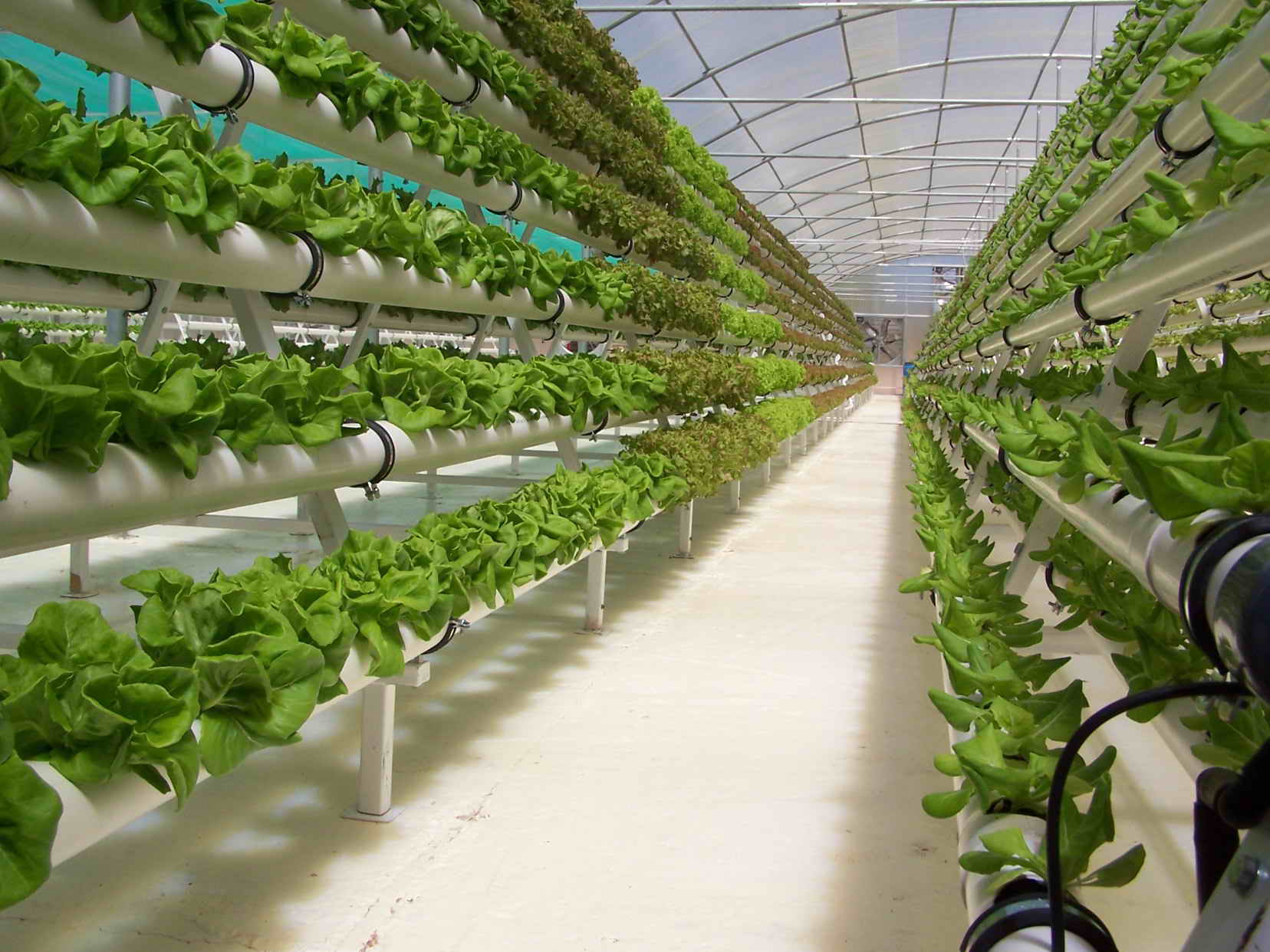 Как выращивать зелень в теплице круглый год: бизнес без больших затрат