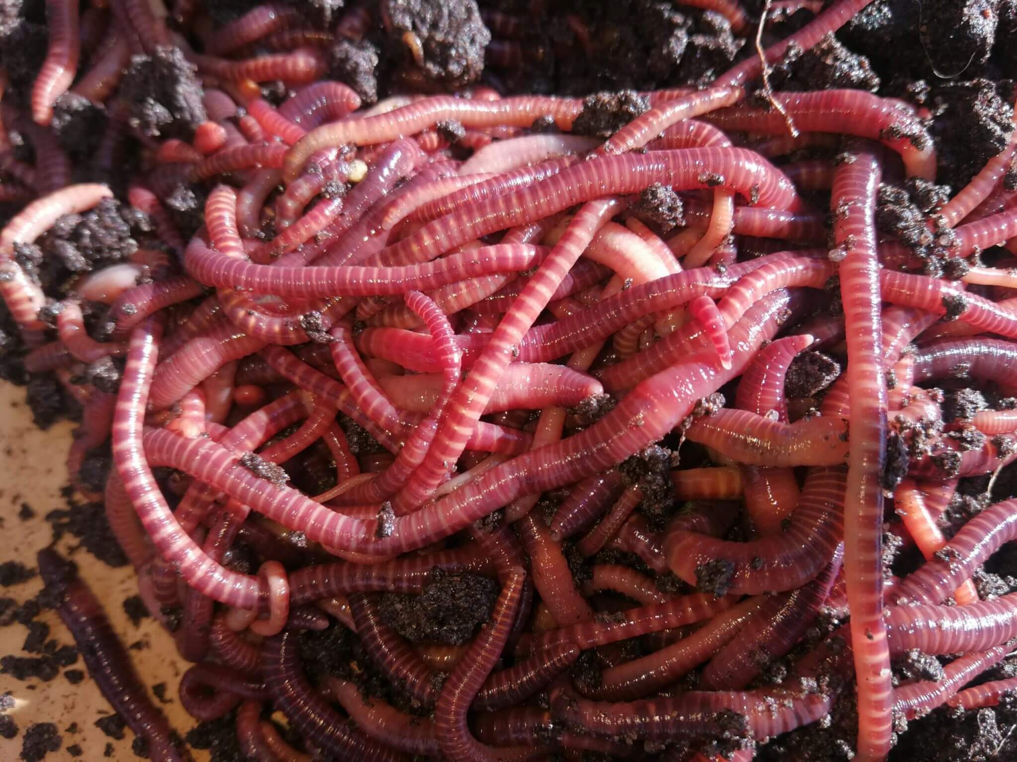 Бизнec-идeя: Выращивание червей