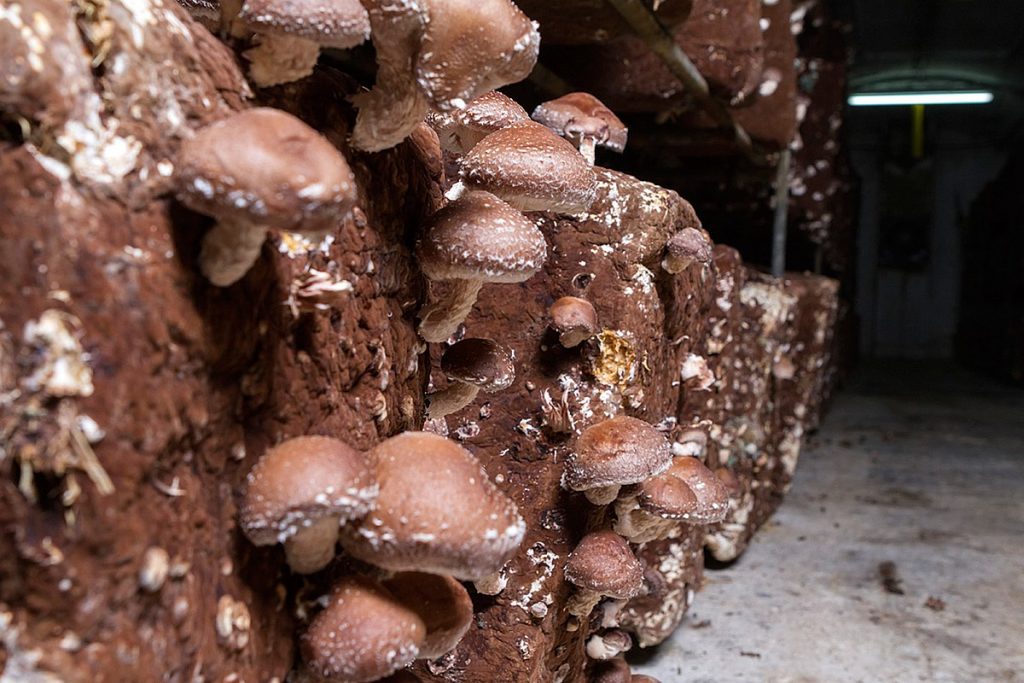 Бизнес-идея: Производство грибов шиитаке