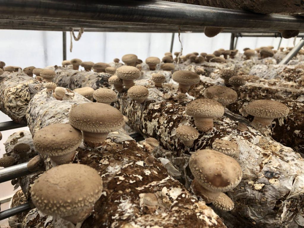 Бизнес-идея: Производство грибов шиитаке