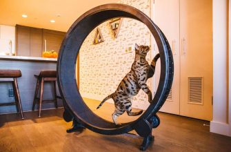 Производство колеса для упражнений кошек